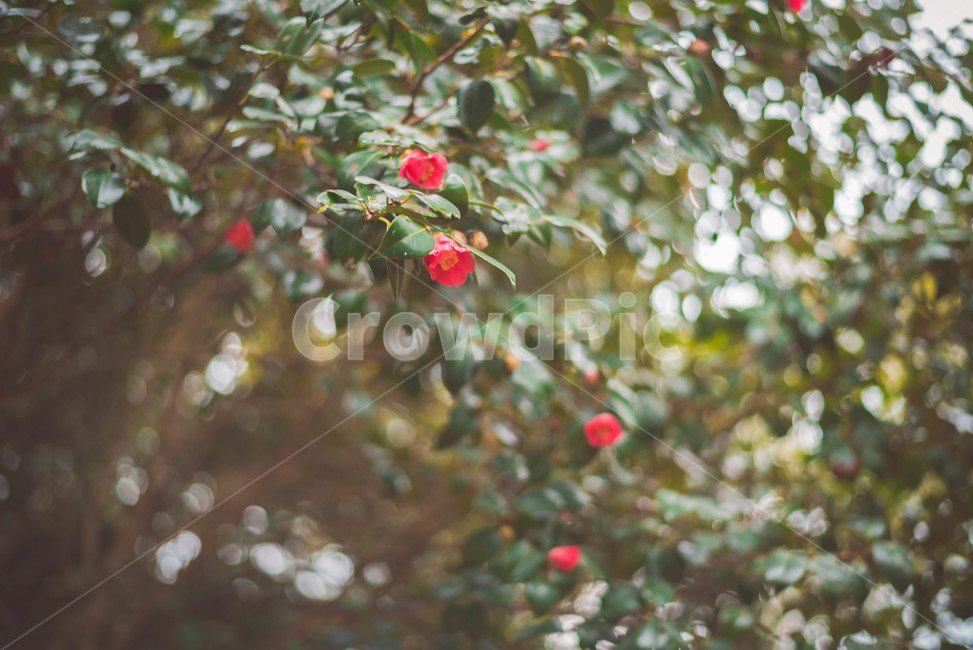 동백꽃,꽃,동백나무,동백,붉은꽃,식물,자연,plants,nature,꽃,flower
