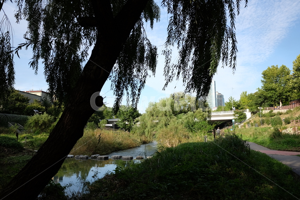 나무,공원,산책로,나뭇잎,자연,풍경,여름,맑음,그림자,하천,자연,풍경,nature,landscape,tree,plant,식물