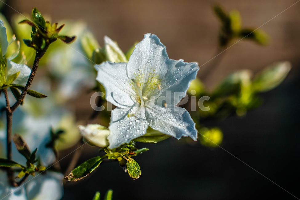꽃,하얀색,flower,초록,접사,하얀꽃,마당에핀꽃,여름,여름꽃,마당꽃,식물,자연,plants,nature,꽃,flower