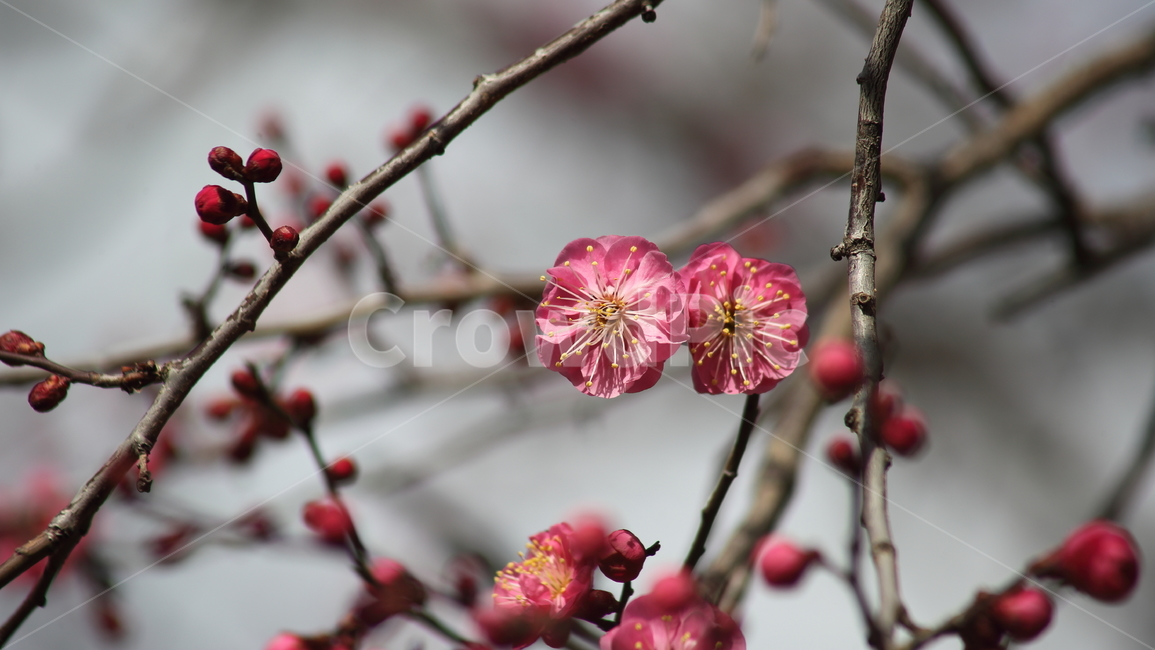 매화,홍매화,식물,japaneseapricot,prunusmume,봄꽃,봄,식물,자연,plants,nature,꽃,flower