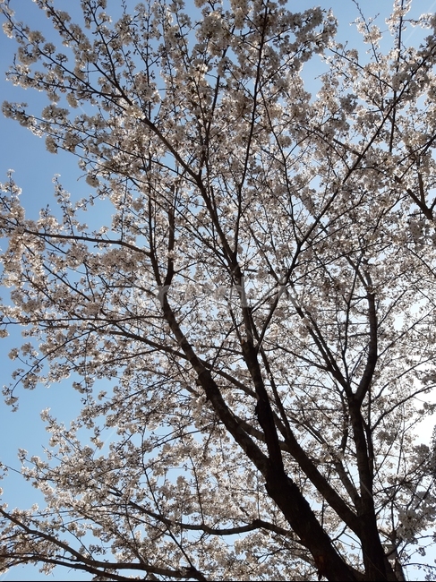 꽃,꽃핀하늘,지나다가,무슨꽃,하늘,봄,계절,spring,season,tree,나무,plant,식물,tree trunk,나무 줄기