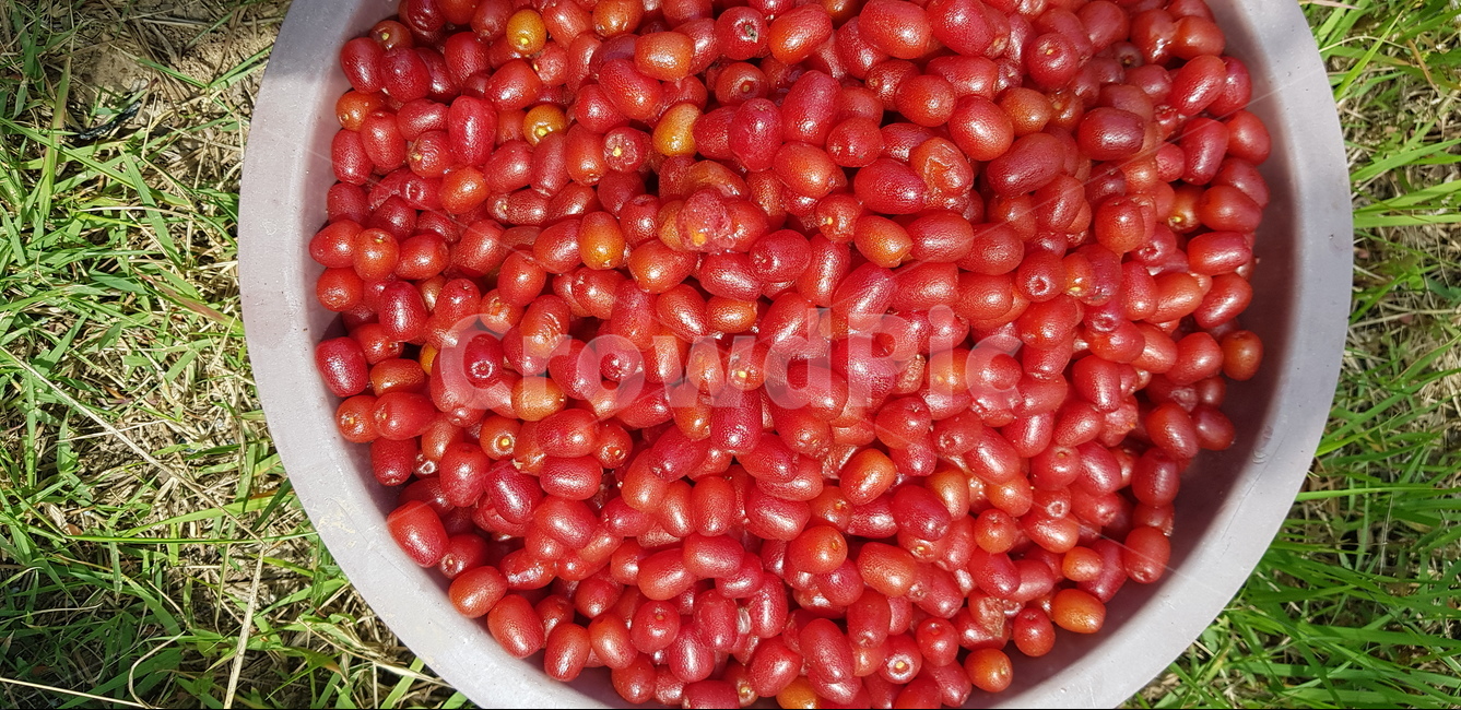 보리수,보리수나무,보리수수확,보리수열매,보리수열매수확,과일,열매,fruit