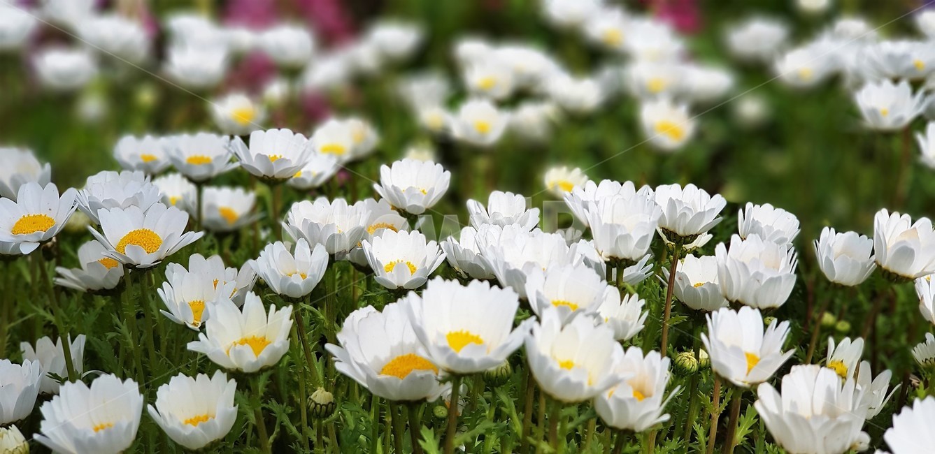 꽃,국화,흰국화,자연,식물,flower,nature,그린,green,white,식물,자연,plants,nature,꽃,flower