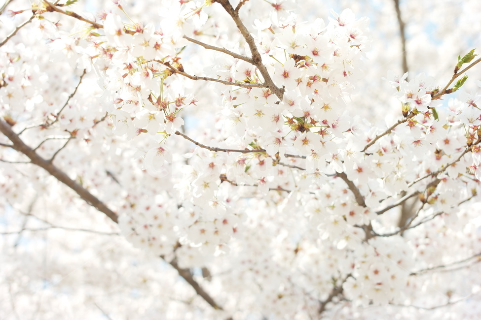 벚꽃,꽃,봄,감성,아름다움,봄,계절,spring,season,식물,자연,plants,nature,꽃,flower,plant,blossom