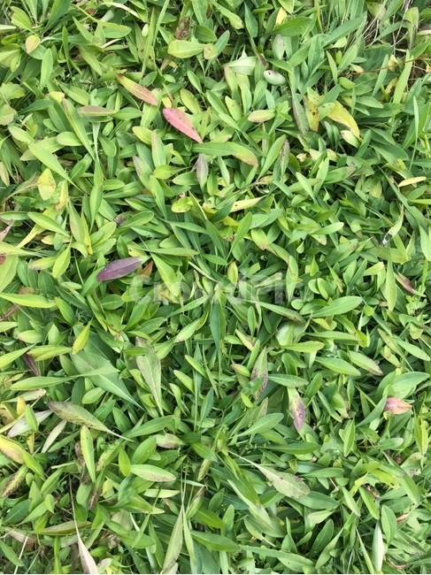 plant,식물,초목,초록,잔디