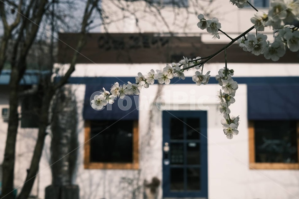 landscape,거리,연남동,상점,매화,예쁜가게,shop,scenery,scene,view,식물,white,blue,cherryblossom,벚꽃,blossom,flower,petal,floral,spring,봄,plant,꽃