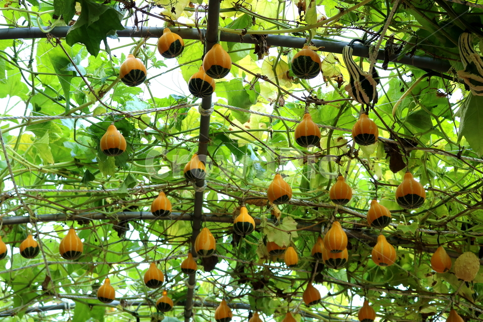 박,호박,식물,덩굴식물,열매,넝쿨식물,자연,식물,자연,plants,nature,과일,열매,fruit