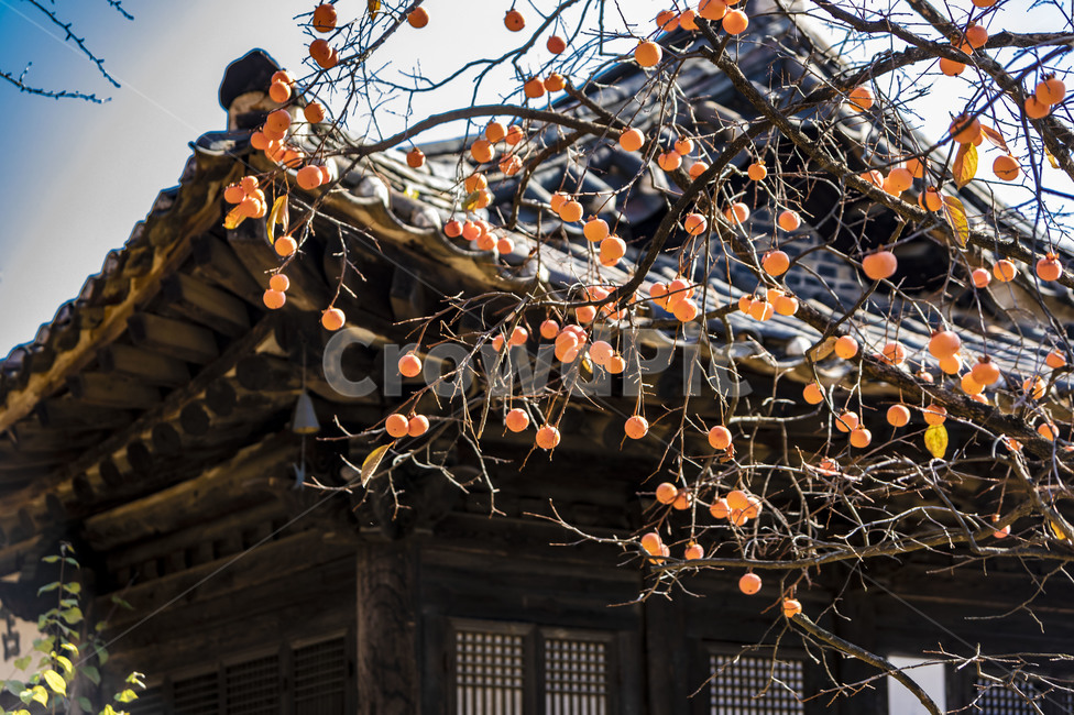 전통가옥,한옥,감나무,땡감,가을,풍경,전통건축물,처마,가을,계절,fall,autumn,season,한국전통,한국문화,korean traditional,korean culture,plant,식물