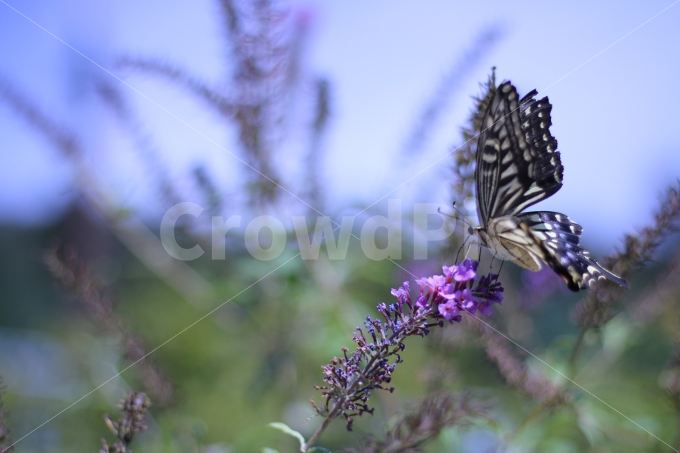 자연,나비,꽃,nature,butterfly,접사,호랑나비,식물,자연,plants,nature,동물,animal,곤충,벌레,insect,bug,꽃,flower