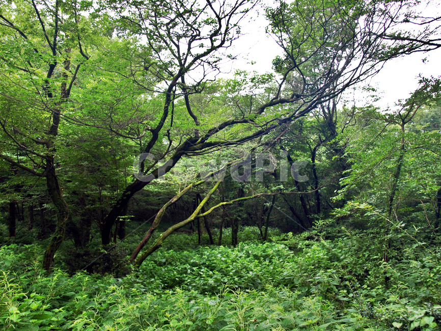 숲,숲길,사려니숲길,제주,자연림,휴양림,힐링,명소,비경,나무,풍경,자연,tree,plant,식물,tree trunk,나무 줄기