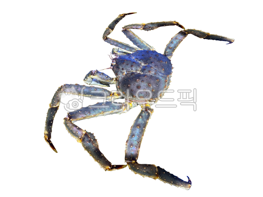 Nukki,thorns,crustaceans,isolated,Biology,Stiff,snow crab,ingredients,hard,seafood,king crab,thorn,transparentbackground,creatures,png,aquaticproducts,tongs,snowcrab,food,transparent background,shellfish,background,animated,kingcrab,fresh,crab