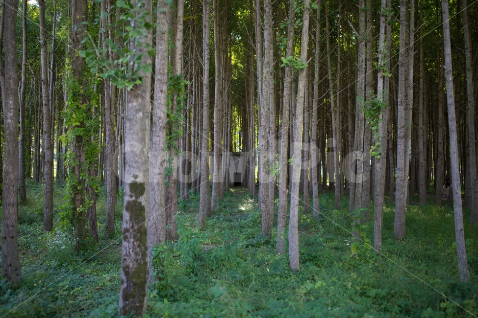 은행나무,은행,풍경사진,가을풍경,풍경,도리마을,사무엘2,6d,자연,풍경,nature,landscape,식물,plants,나무,trees,wood,휴식,힐링,rest,relaxation,healing,tree,plant,tree trunk,나무 줄기