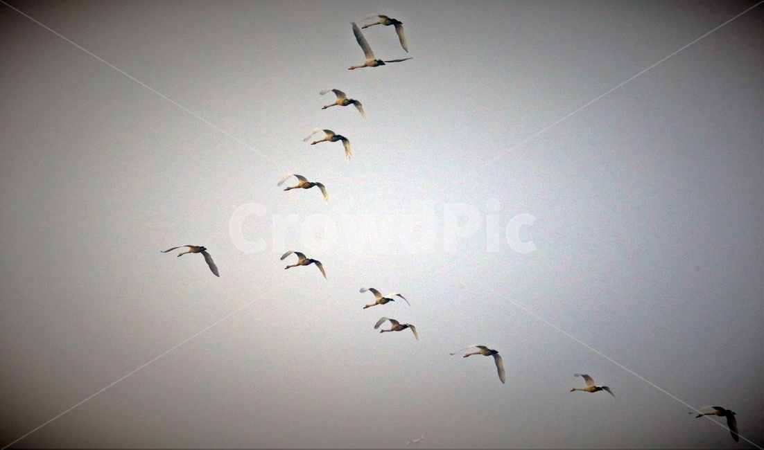 고니,새,백조,bird,동물,동물,animal,조류,새,birds