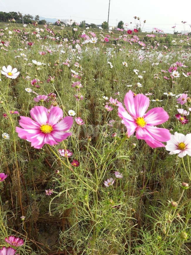 가을,도로,옆,하늘코스모스,가족,가을,계절,fall,autumn,season,식물,자연,plants,nature,꽃,flower,plant