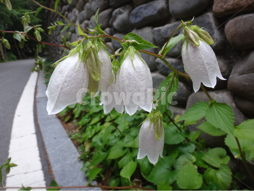 꽃,연분홍,flower,자연,근접,식물,자연,plants,nature,꽃,flower