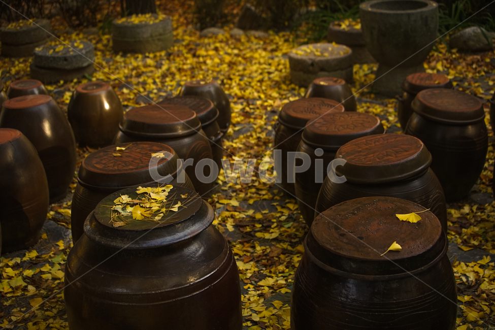 장독대,낙엽,은행잎,가을,항아리,전통,장문화,그릇,저장용기,가을,계절,fall,autumn,season,한국전통,한국문화,korean traditional,korean culture