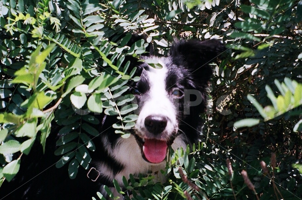 강아지,보더콜리,필름,필름카메라,개,동물,animal,포유류,mammal,개,강아지,dog,doggy,감정표현,기분,feeling,emotion