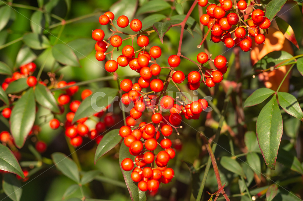 신선한,잎,트리,음식,과일,베리,정원,녹색,빨강,자연,식물,자연,plants,nature,과일,열매,fruit