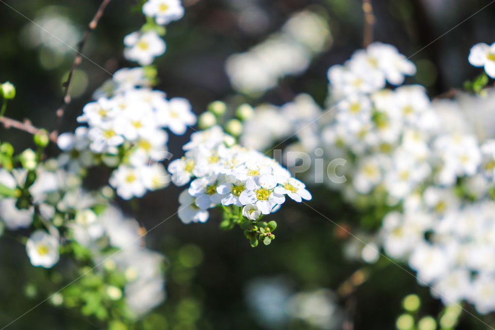 꽃,flowers,식물,꽃나무,geranium,flower,제라늄,plant,나무,tree,봄,spring,weather