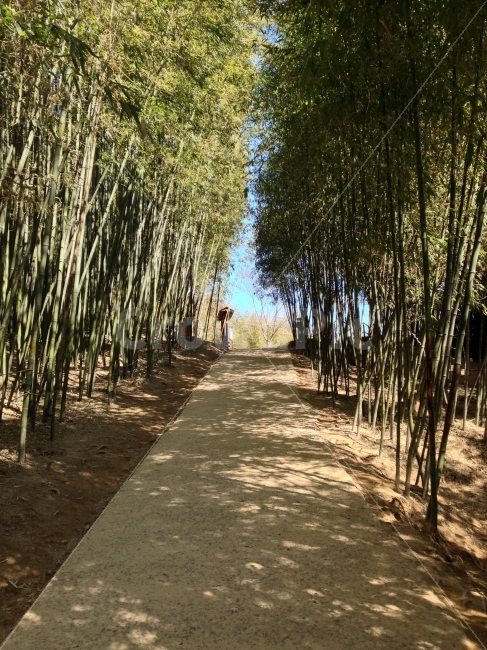 풍경,대나무,숲,길,피톤치드,그린,아시아,한국,녹색,로드,명소,여행,산책,절경,자연,사진,자연,풍경,nature,landscape,plant,식물,tree,나무