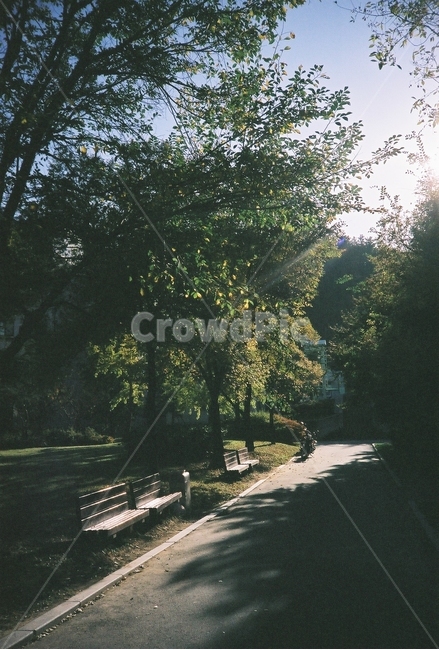 풍경,햇쌀,숲,그늘,고요,아늑,나무,길,분위기,자연,풍경,nature,landscape,휴식,힐링,rest,relaxation,healing,tree,plant,식물,tree trunk,나무 줄기