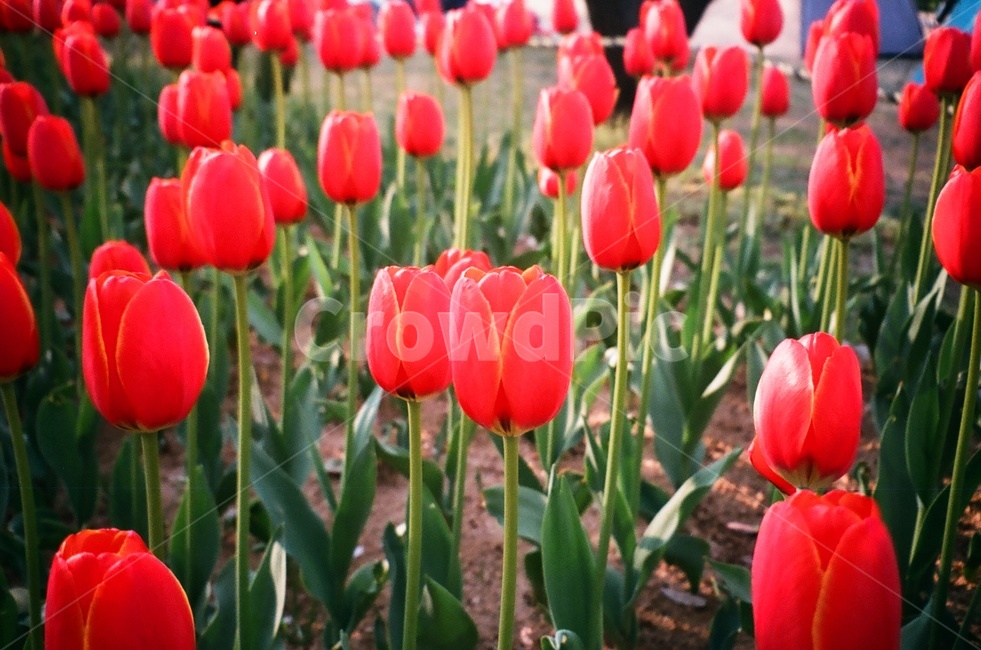 꽃,튤립,빨강,식물,공원,식물,자연,plants,nature,꽃,flower