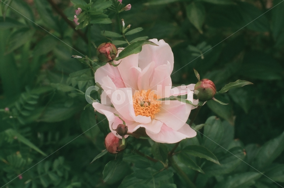 꽃,flower,작약,peony,식물,짙은초록,filmphoto,필름사진,fleur