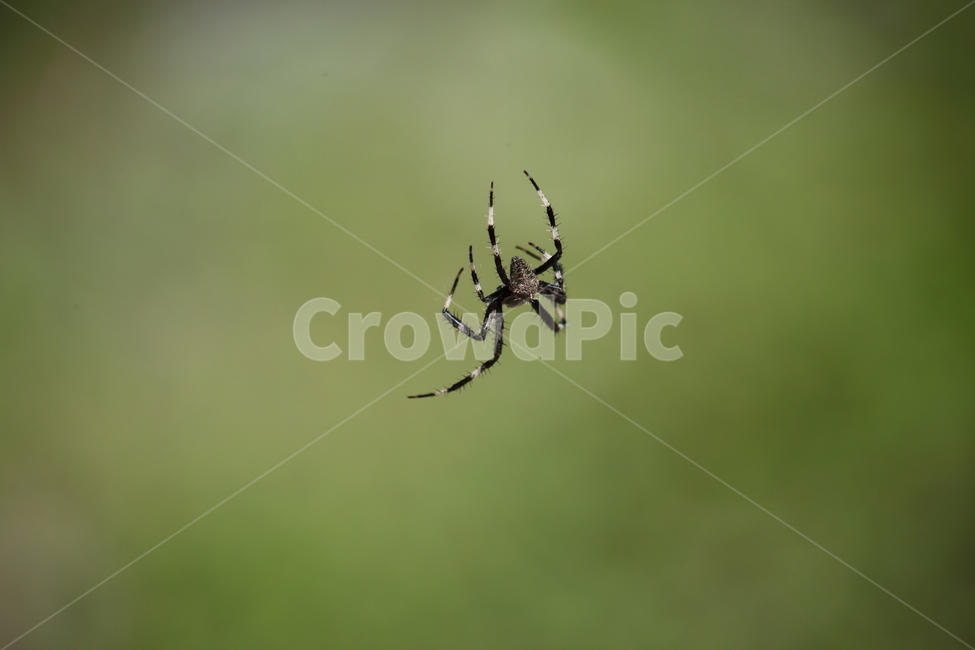 거미,동물,절지동물,곤충,spider,동물,animal,곤충,벌레,insect,bug