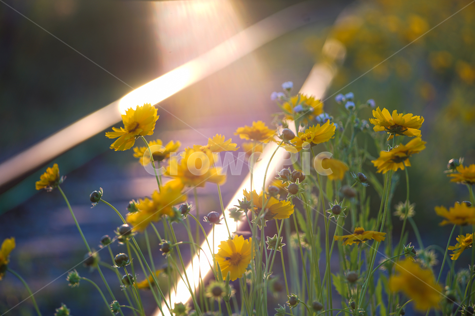 꽃,철길,야생화,저녁빛,레일,자연,들꽃,식물,자연,plants,nature,꽃,flower,휴식,힐링,rest,relaxation,healing