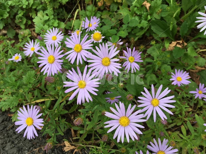 들꽃,구절초,꽃,가을,가을꽃,식물,가을,계절,fall,autumn,season,식물,자연,plants,nature,꽃,flower,plant