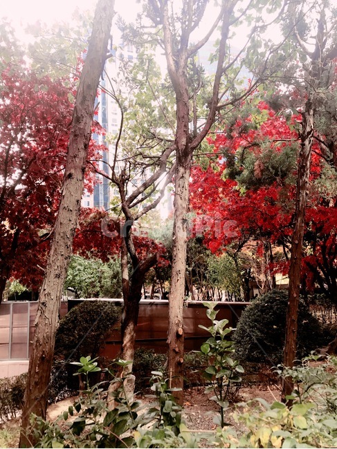 단풍,나무,단풍잎,단풍나무,가을,autumn,maple,nature,trees,wood,fall