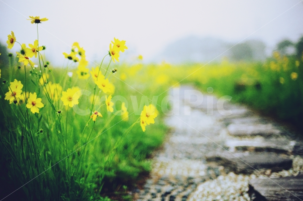 금계국,황화코스모스,아침,노란코스모스,길,산책,오월,자연,꽃,식물,자연,plants,nature,감성,sensible,feeling,꽃,flower