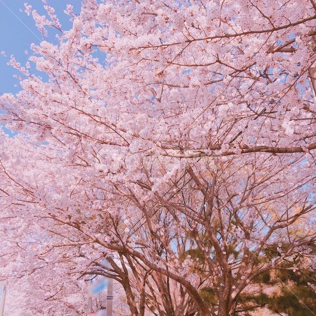 벚꽃,봄,나무,감성,핑크,봄,계절,spring,season,plant,식물,blossom,꽃,flower