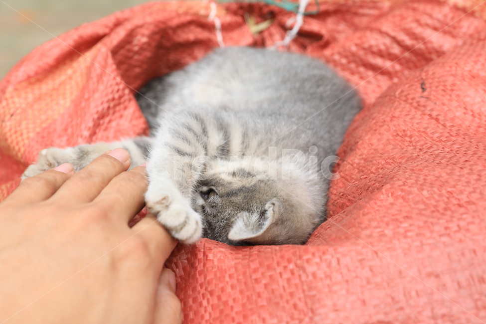 고양이,아기고양이,집고양이,코리안숏헤어,애완동물,사람손,hand,아깽이,냐옹이,cat,kitty,animal,동물,koreanshorthair,고양이발,동물,animal,포유류,mammal,고양이,cat,kitten,kitty,사람,인물,인간,human,person,신체일부,몸,body