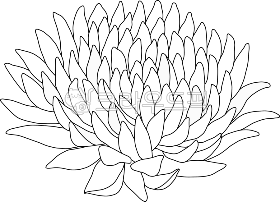 국화,국화꽃,꽃,추모,애도,장례,조의,장례식국화,상조,국화일러스트,하얀국화,흰국화,국화꽃일러스트,국화그림,추모국화,조문꽃,추모꽃,장례식꽃,추모행사,조문,위로