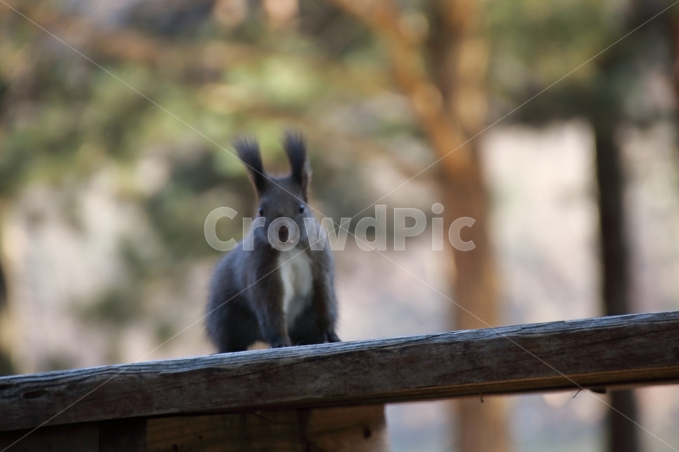 남이섬,추억,동물,겨울,여행,동물,animal,포유류,mammal