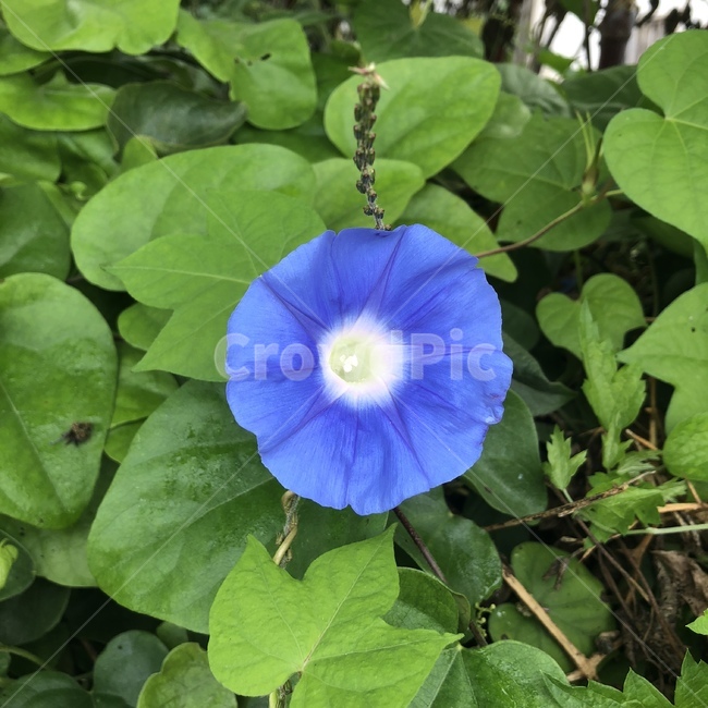 꽃,나팔꽃,배경,꽃잎,예쁘다,식물,자연,plants,nature,꽃,flower