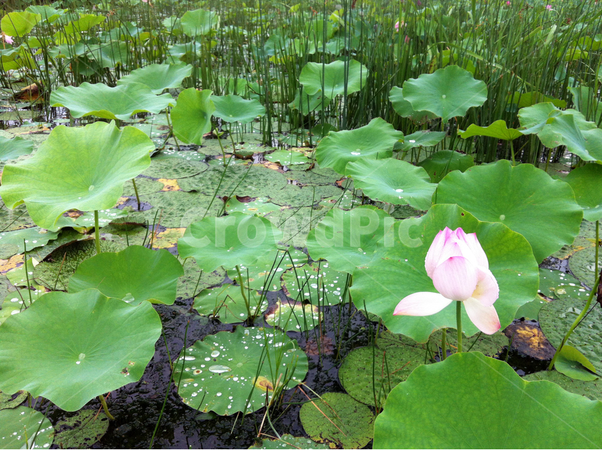 꽃,잎사귀,나무,꽃나무,leaf,flower,연못,연꽃,식물,자연,plants,nature,꽃,flower