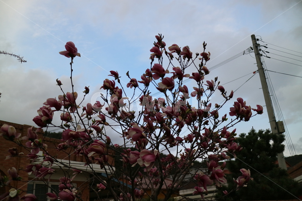 꽃,식물,자연,nature,flower,장미,rose,초록,green,plant