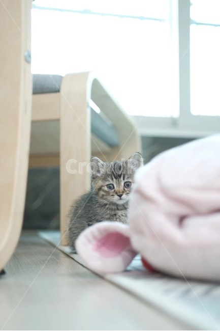 고양이,반려동물,cat,스코티쉬스트레이트,아기고양이,동물,animal,포유류,mammal,고양이,cat,kitten,kitty