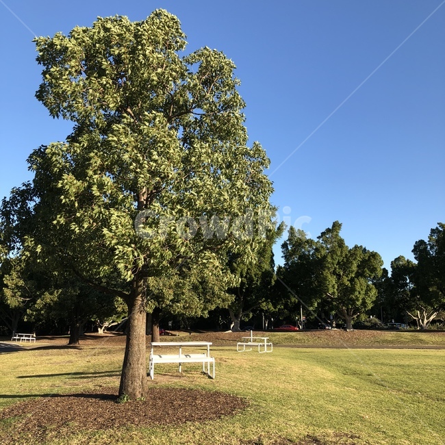 공원,산책,맑음,푸른하늘,가을,여유,소풍,park,goodweather,autumn,sky,휴식,relax,healing,자연,풍경,nature,landscape,tree,나무,plant,식물,tree trunk,나무 줄기