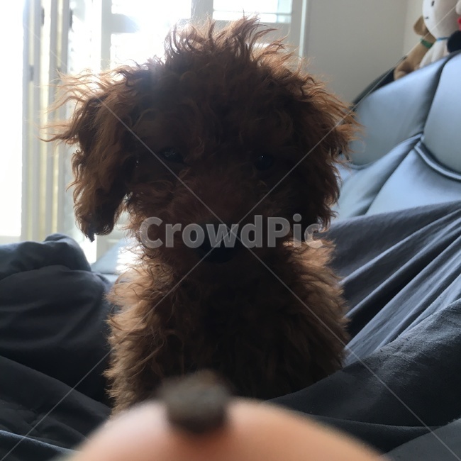 강아지,간식,귀여운,웃긴,개,새끼강아지,손,이불,역광