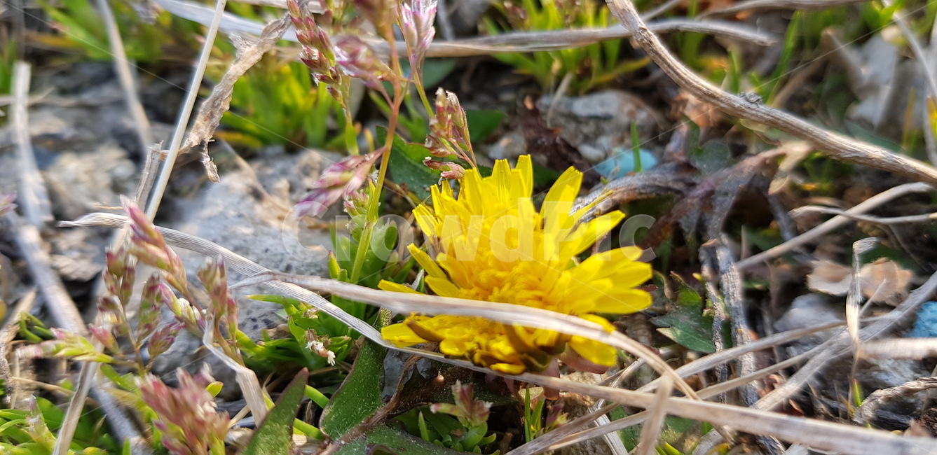 꽃,flower,daffodil,봄,blossom,plant,민들레,민들레꽃