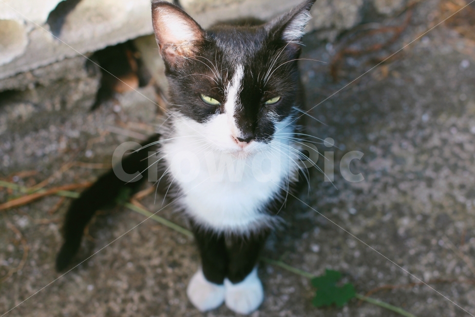 고양이,네코,길고양이,일본,후쿠오카,유후인,감성,빈티지,반려동물,반려묘,동물,animal,포유류,mammal,고양이,cat,kitten,kitty,감정표현,기분,feeling,emotion