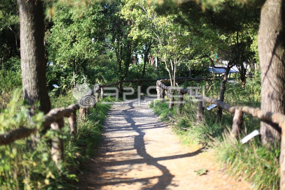 오솔길,path,길,nature,자연,outdoors,정원,garden,trail,옥외,tree,나무,walkway,보도,treetrunk,나무줄기,park,공원,초목,vegetation