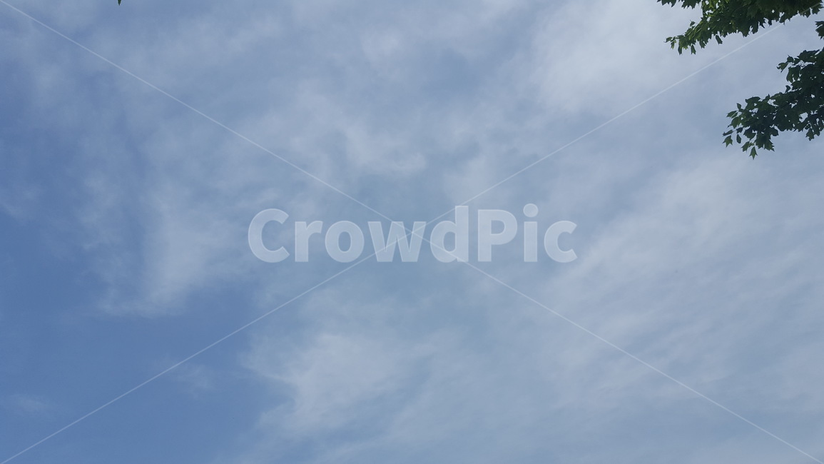 하늘,구름,배경,자연,나무,자연,풍경,nature,landscape,bird,새,flying,나는,animal,동물