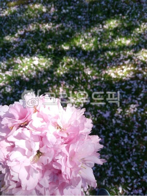 spring,Double cherry blossoms,Cherry Blossom,flower
