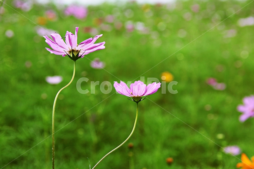 코스모스,꽃,꽃잎,식물,자연,공원,가을,가을꽃,식물,자연,plants,nature,꽃,flower