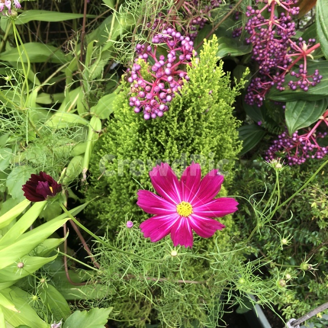 식물,꽃,잎,분홍꽃,나뭇가지,plant,flower,leaf,branch,나뭇잎,꽃잎