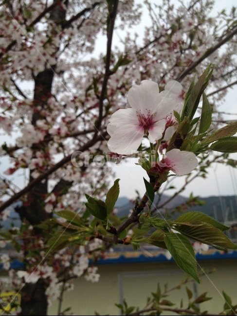 plant,식물,flower,꽃,벚꽃,봄